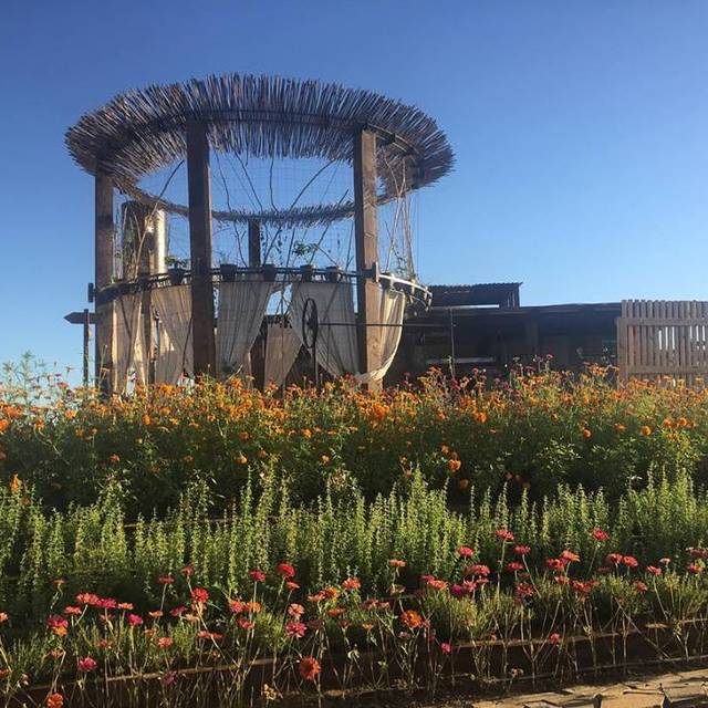 Jazamango Restaurante Todos Santos, BCS OpenTable