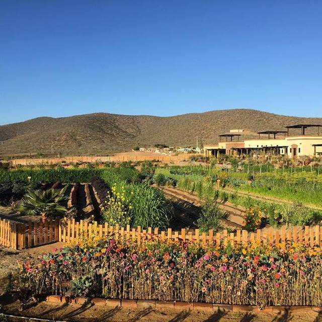 Jazamango Restaurante Todos Santos, BCS OpenTable