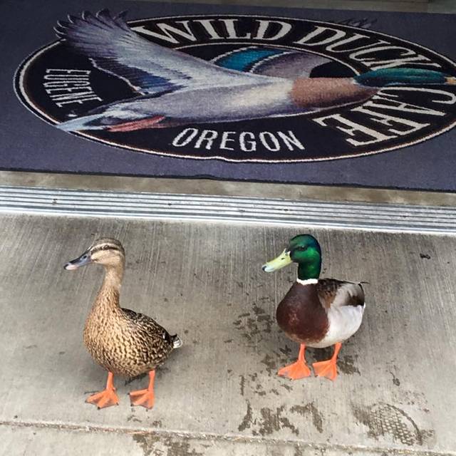 Wild Duck Cafe Restaurant - Eugene, OR | OpenTable