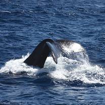 Una foto del restaurante Star of Honolulu - Premier Whale & Lunch