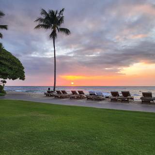 Seattle Mariners American Sports Team Flower Beach Tree Hawaii