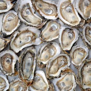 Modern Oysterbar Chophouse