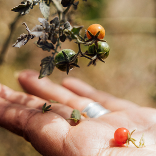 Pirules Garden Kitchen - Rosewood San Miguel de Allende