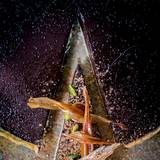 Cover image for The Elephant Restaurant