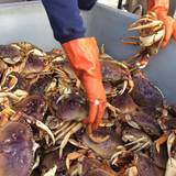 Memorial Weekend Steak & Lobster Deal Photo