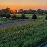 Late Summer Harvest (BPF X Ebbitt Room) photo