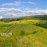 Wine Tasting: "Jurassic Jura" Foto