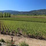 ZD Wines Tasting Experience Foto