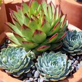 Tequila & Succulents Photo
