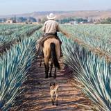 Tequila Pairing Dinner May 7th Foto