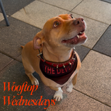 Wooftop Wednesdays Foto