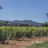 Ultimate Provence Experience with Domaine Ott foto