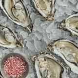 Cover image for Noisy Oyster