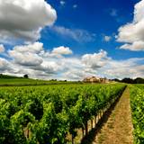 Caprai Wine Tour Photo