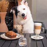 Espacio Petfriendly 🐾 Photo