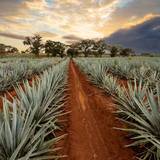 Pick Your Proof featuring Don Julio x Seedlip Photo