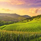 Italian Wine Dinner Foto