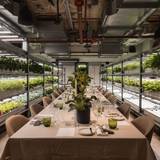 Cover image for The Orangery - Tottenham Court Road