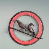 Cover image for The Blackbird