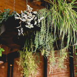 Cover image for La Ong