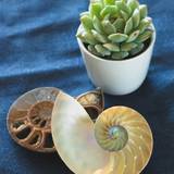 Cover image for Bistro Nautile