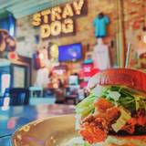 Cover image for Stray Dog