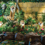 Cover image for Rainforest Cafe - Niagara Falls USA