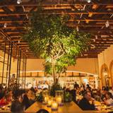 Cover image for Elena's