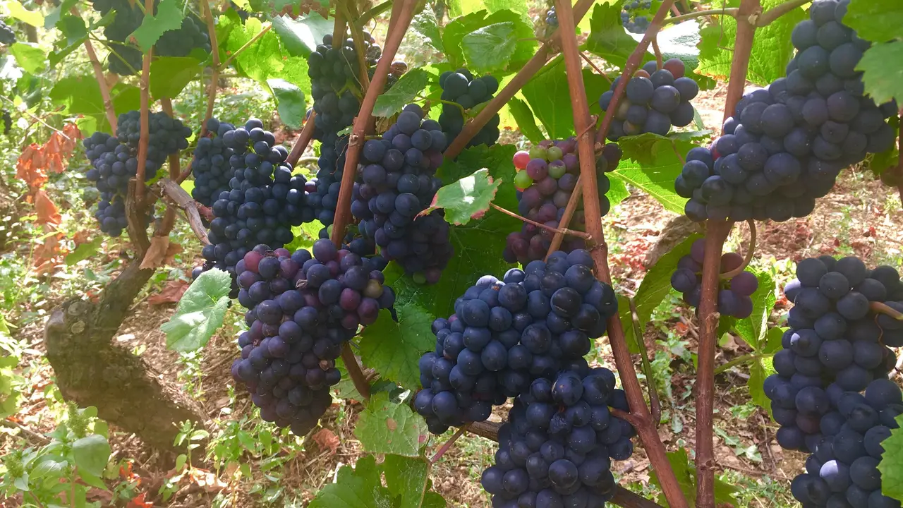 Rock Roadhouse Winery Restaurant Hot Springs, VA OpenTable