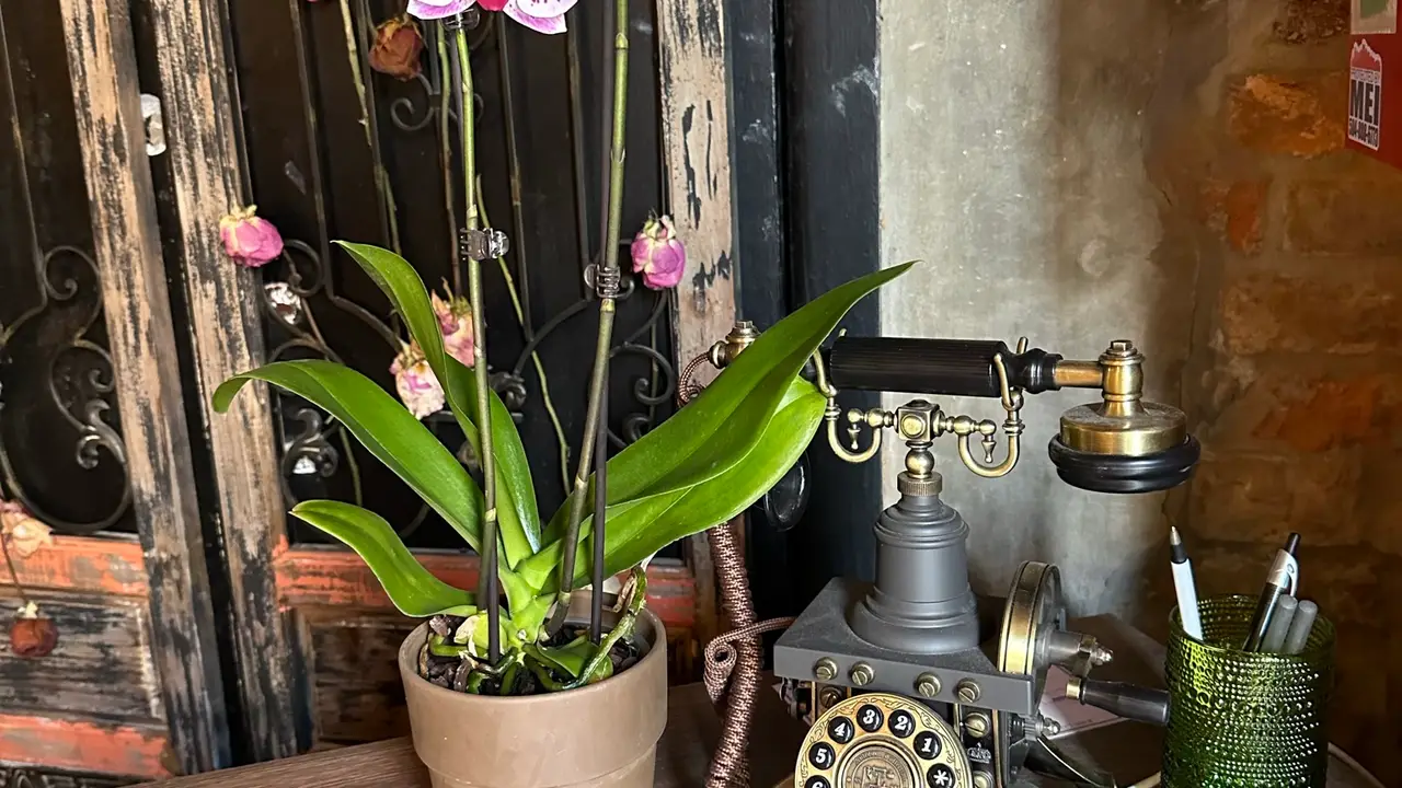 Apothecary Restaurant - New Orleans, LA | OpenTable