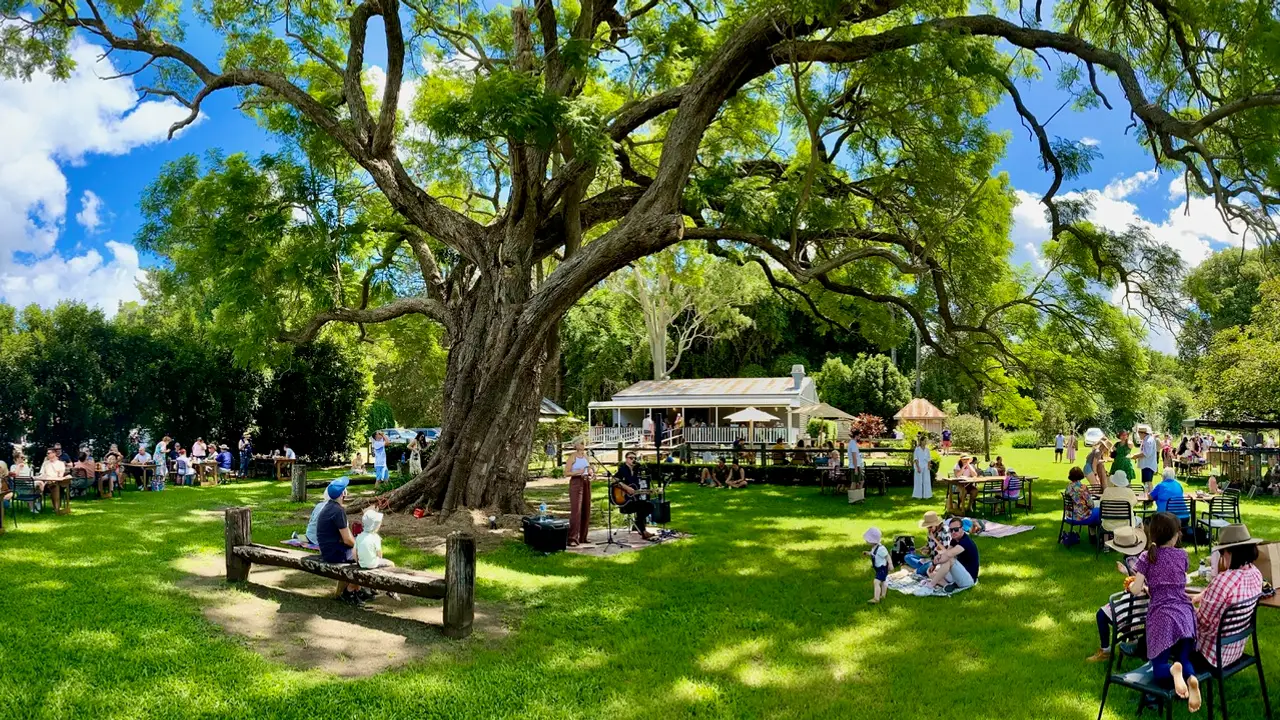 Guests enjoy the shade of our towering jacaranda - Scenic Rim Farm Shop Cafe, Kalbar, AU-QLD