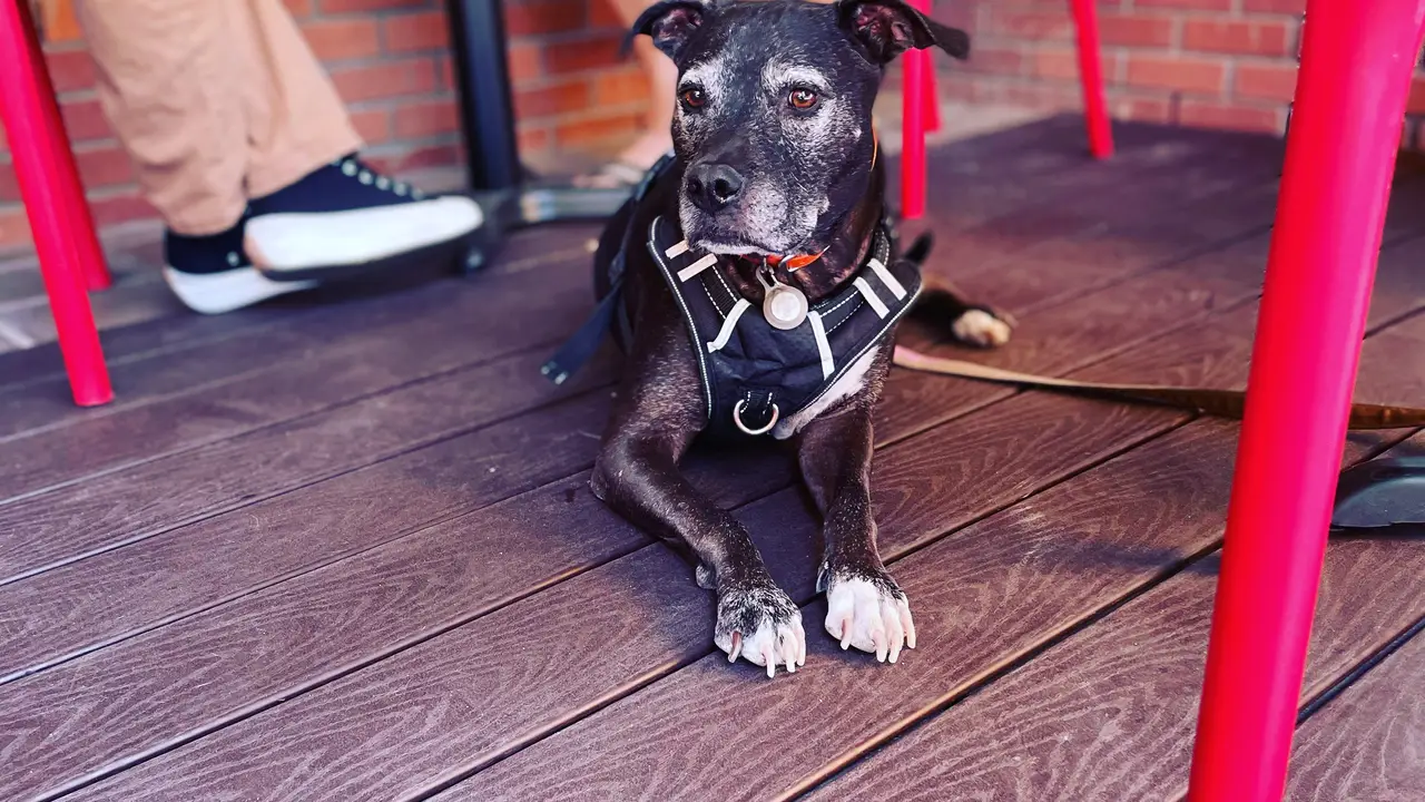 Restaurante The Wine Collective of Scottsdale Scottsdale, , AZ