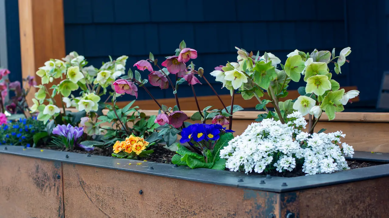 Flower Garden  - rasai, Seattle, WA