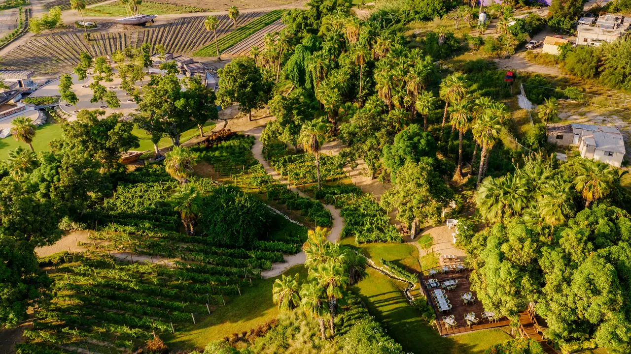 Vino Park Restaurant Todos Santos, BCS OpenTable