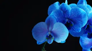 Blue Orchid Thai Cuisine - Atlantic Blvd餐廳的相片