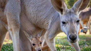 Dine & Win: Name Our Kangaroo Joey & Lodge Stay photo