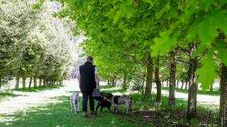 Afternoon Truffle Hunt foto