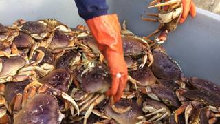 Memorial Weekend Steak & Lobster Deal Photo