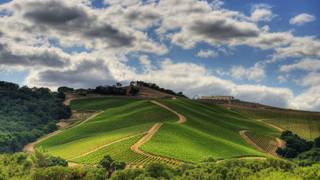 DAOU Wine Dinner July 14th, 2025 foto