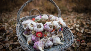 Garlic Celebration ft. Fifth Gen Gardens photo