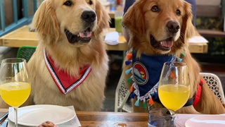 Join us for our Fall Pup-Kin Brunch photo