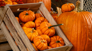 Thanksgiving Harvest Feast photo