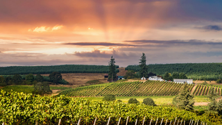 Wine Class: Oregon Photo