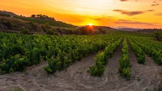 Wine Tasting: "The Spaniards" Foto