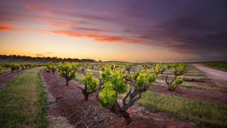 How To Drink Australian - A Point Easy Wine Dinner photo