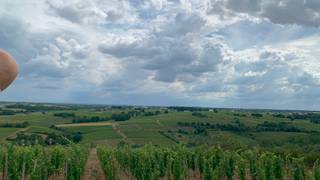 Exploring the Loire with Pascaline: White Grapes Photo