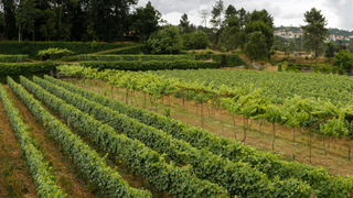 Calcada Wine Dinner foto