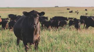 MEET THE RANCHERS:  A GRASS-FED DINNER photo