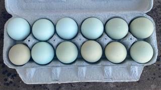 Free Dozen of Eggs With Your Meal Foto