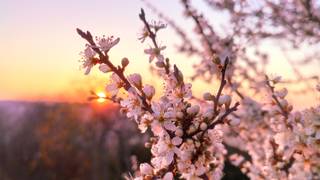 写真（Spring Renewal Chef's Menu）